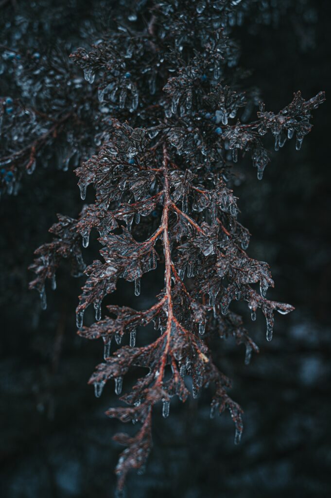 Frosty Branch Close-Up: Intricate Ice Formations Wallpaper Background