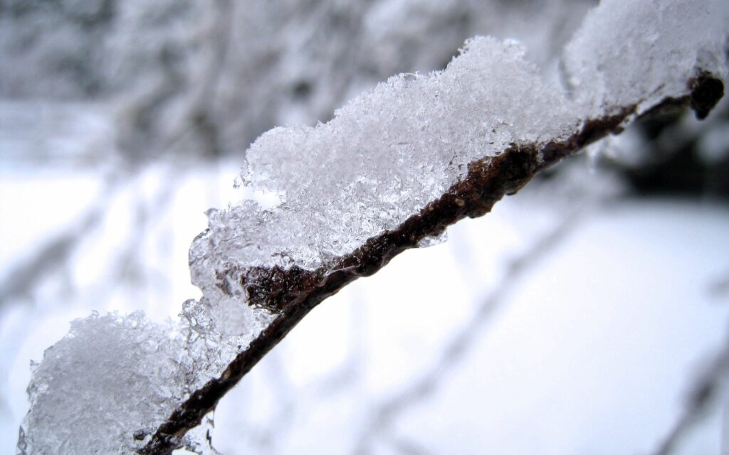 Snow-Covered Branch Close-Up: Frosty Textures Wallpaper Background