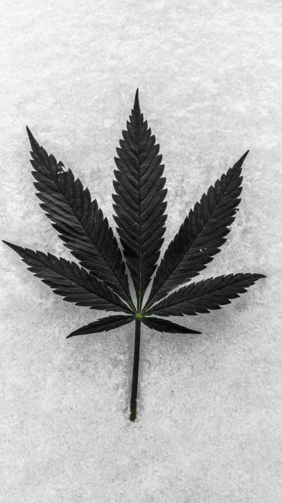 Serene Cannabis Leaf Wallpaper on Icy Textured Background