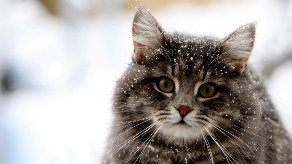 Fluffy gray tabby cat with golden green eyes in snowy winter wonderland close-up wallpaper
