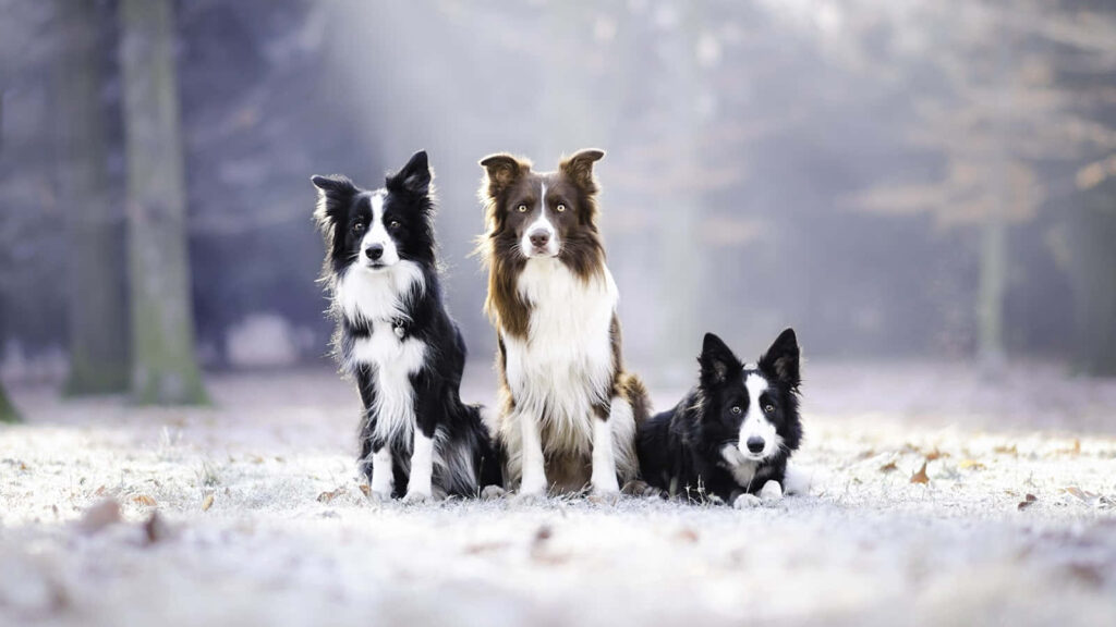 Three Energetic Border Collies in a Serene Frosty Forest Wallpaper