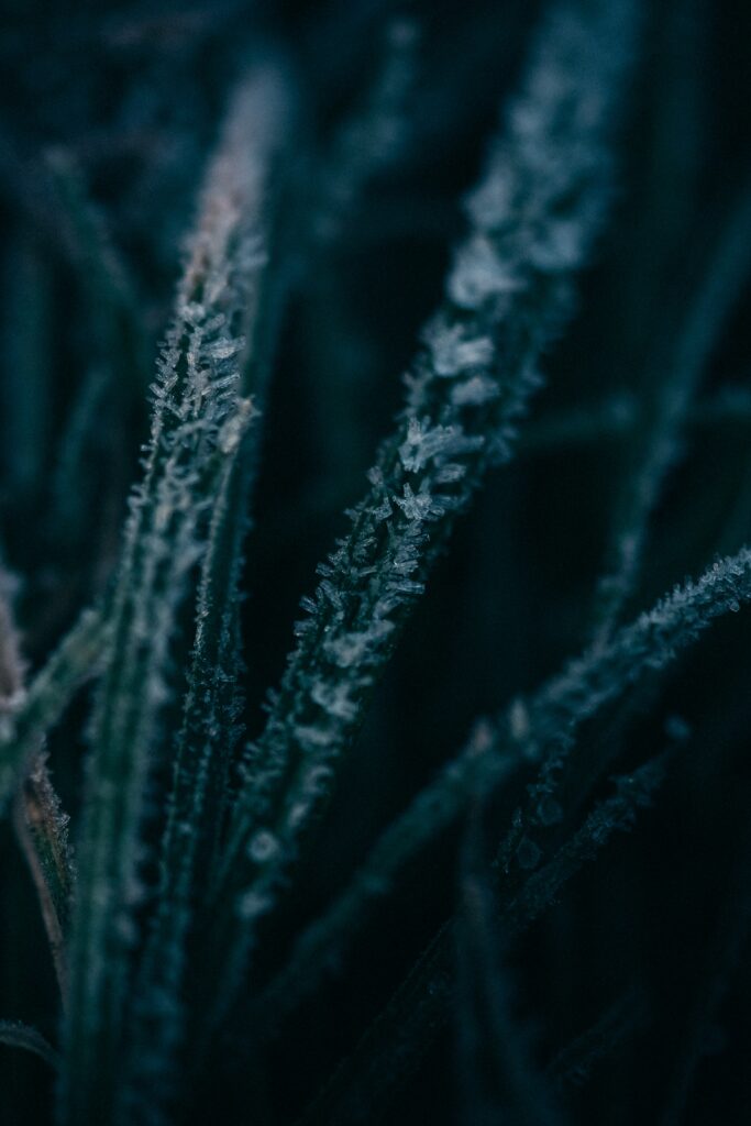Close-Up Macro of Frosty Grass Blades: Intricate Ice Wallpaper