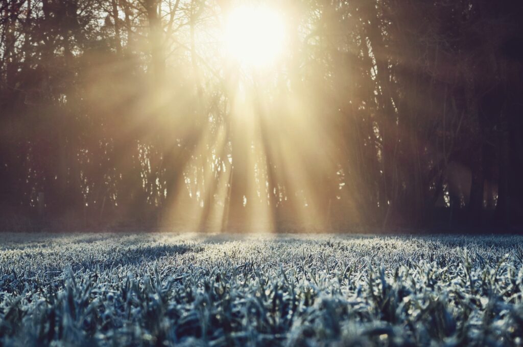 Frosty grass field lit by golden morning sunlight with dark tree silhouettes winter landscape wallpaper