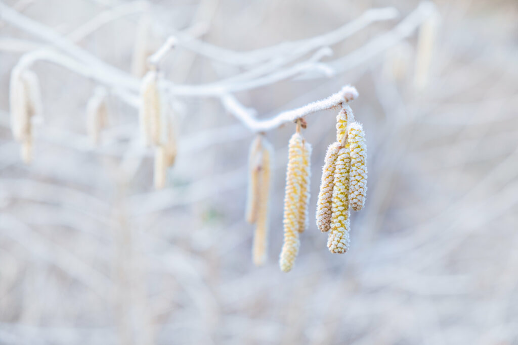 Frosty Hazel Catkins Macro Shot - Soft Blurred Wallpaper Background