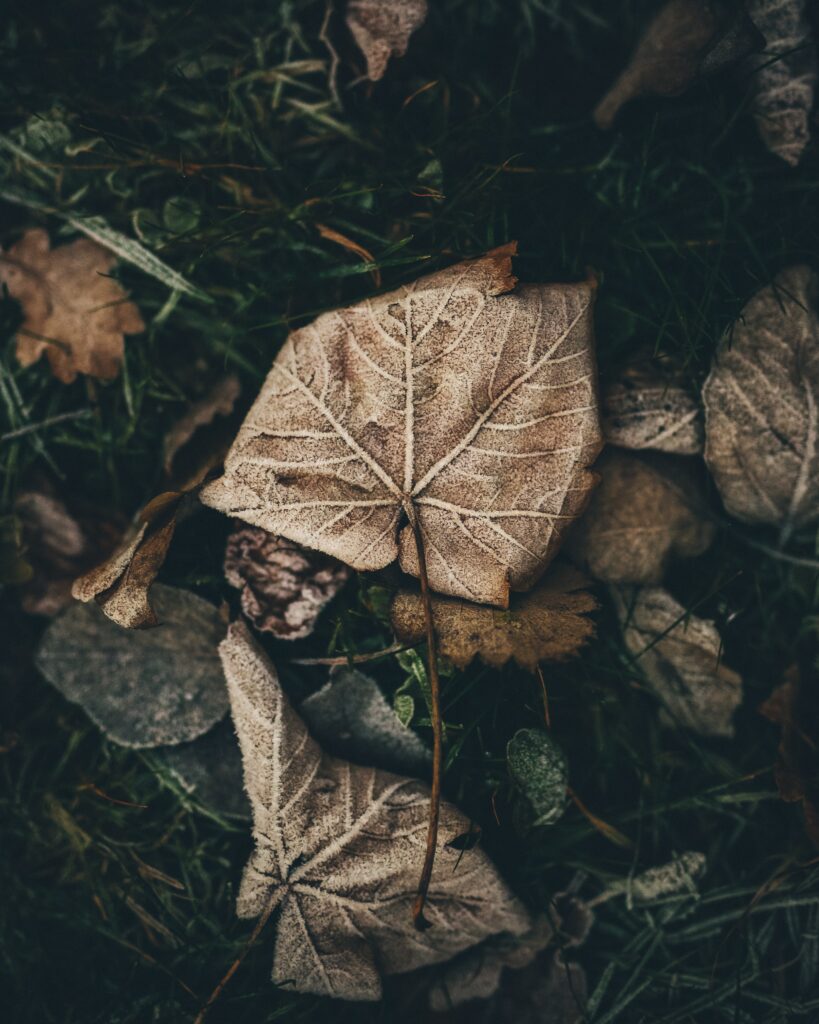 Close-up of frosty autumn leaf with detailed veins and frost patterns on blurred natural background Wallpaper