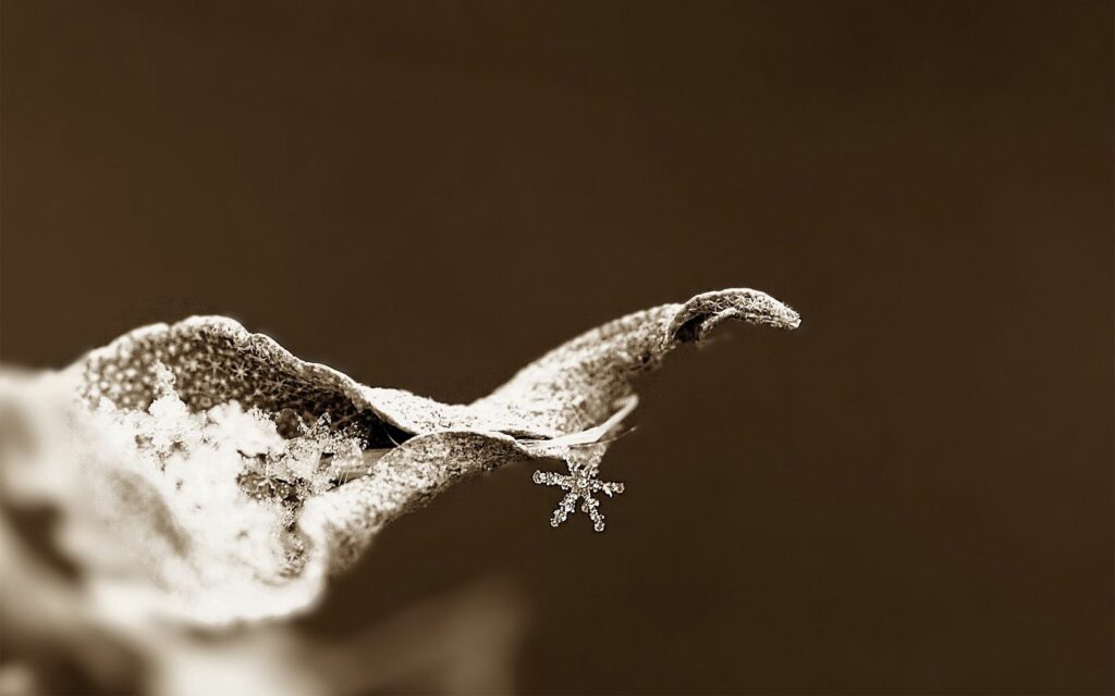 Frosty Leaf with Snowflake: Winter's Intricate Beauty Wallpaper
