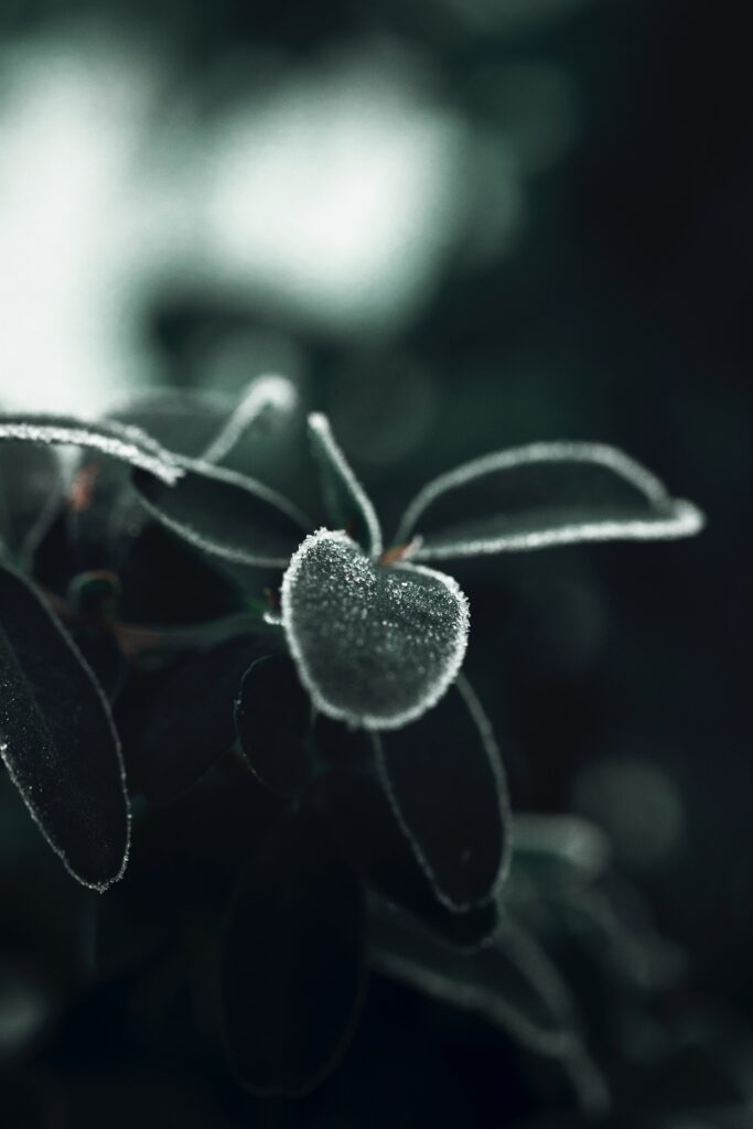 Frosty Leaves Macro Wallpaper: Intricate Ice Textures & Cool Tones