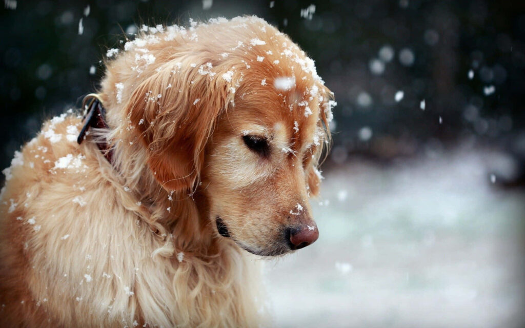 Frosty Paws: Majestic Winter Canine in 1920 X 1200 Resolution Wallpaper
