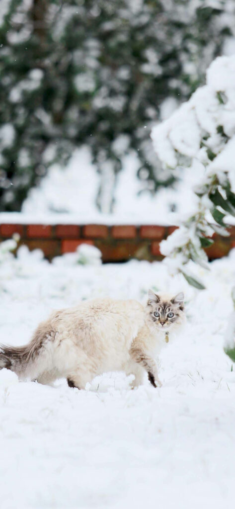 Winter Wonderland: Playful Fat Cat Strolls through Snowy Serenity in Adorable Phone Wallpaper