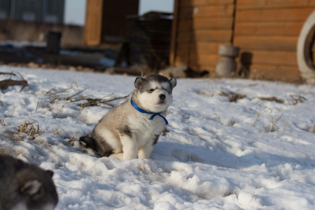 Adorable Snowy Scene: Husky Pup Poses with Stylish Blue Collar Wallpaper