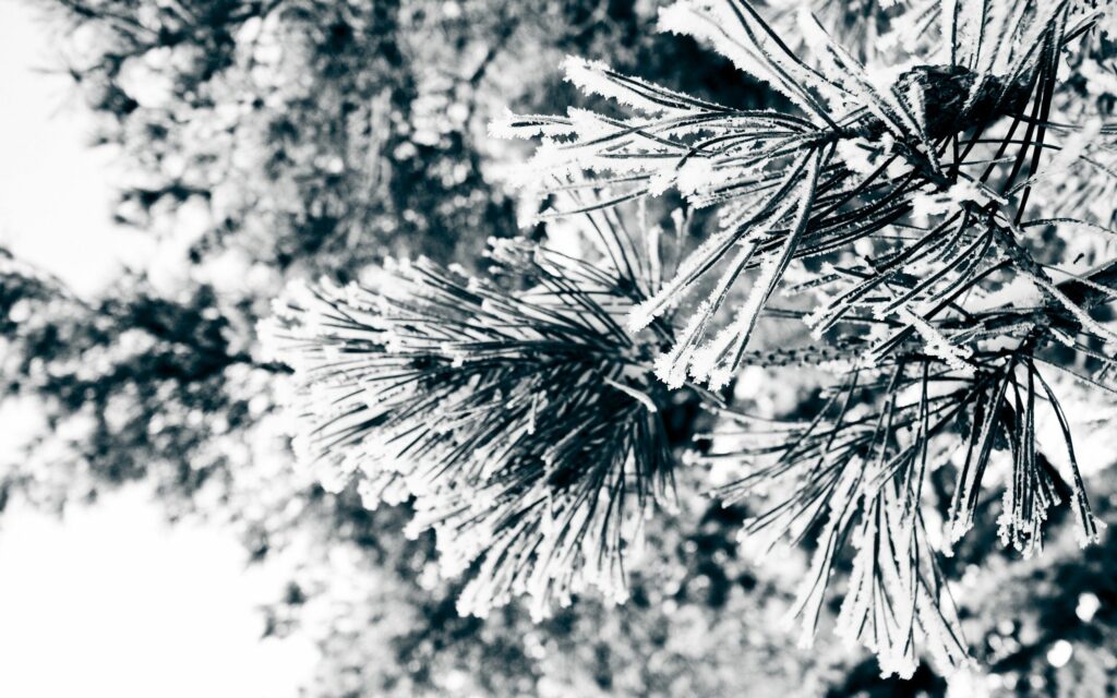 Frosty Pine Needles & Twigs Macro Shot | Serene Winter Wallpaper