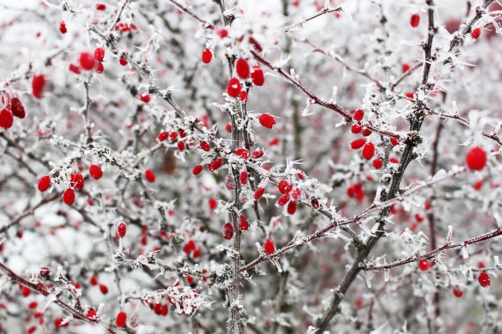 Serene Winter Wallpaper: Frosty Red Berries on Spiny Branches