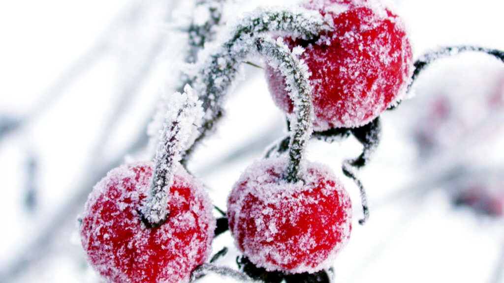 Frosty Cranberries Wallpaper: Vibrant Red Against a Snowy Background