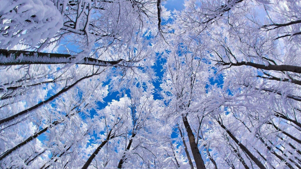 Winter Wonderland: Majestic Frosted Birch Trees in Enchanting Forest Landscape - Captivating Low-angle Shot Wallpaper