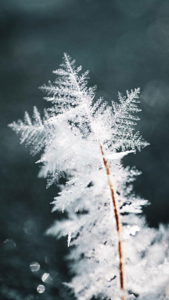 Frosty Snowflake Close-Up Wallpaper for Serene Winter iPhone Display