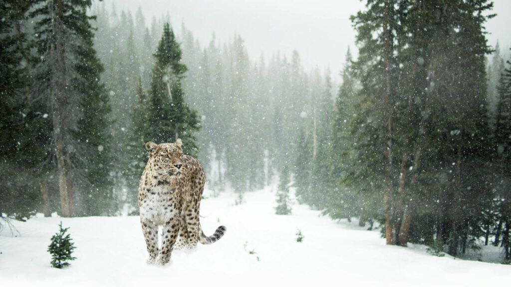 Lone Winter White Beauty: Captivating Snow Leopard Roaming in Enchanting Forest Scenery Wallpaper