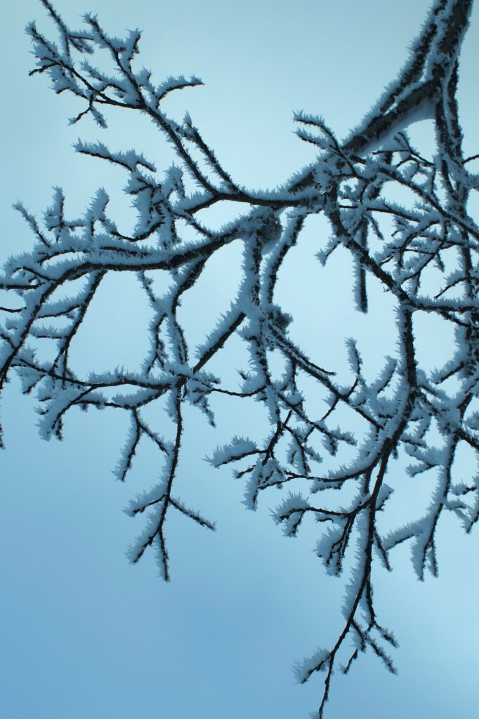 Frosty Tree Branches with Snow & Blue Sky Wallpaper Background