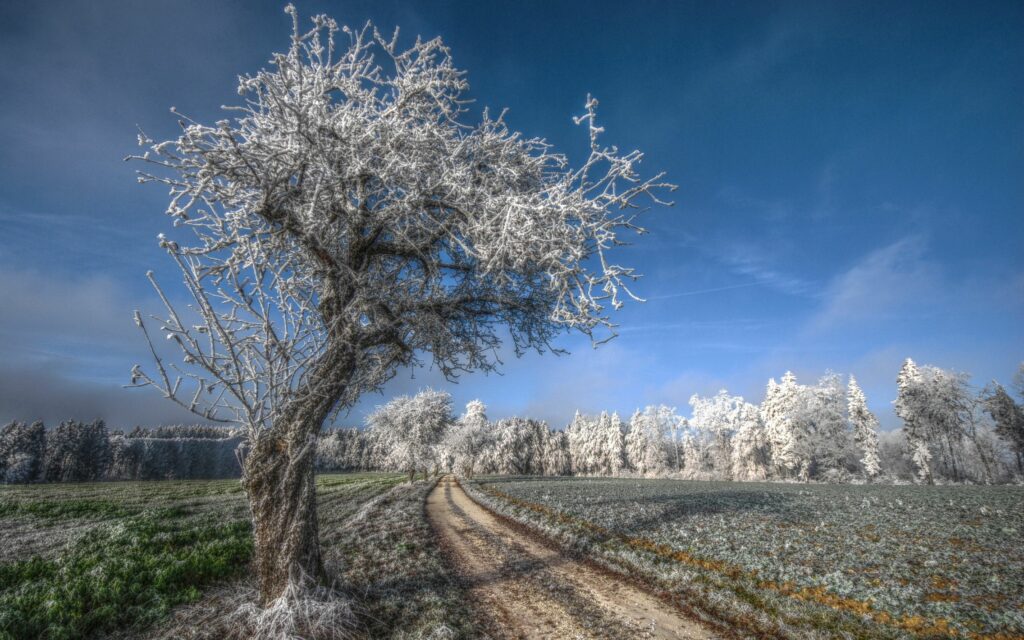 Frosty tree with hoarfrost by winding country road under clear blue sky winter landscape wallpaper
