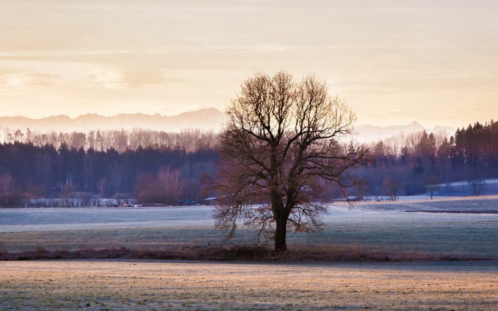 Solitary tree on frosty winter morning with soft grass open fields pale sunlight blue sky Wallpaper