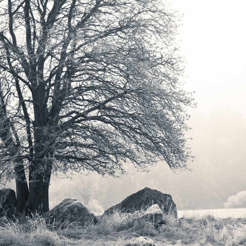 Solitary frost-covered tree beside rugged stones in foggy winter landscape peaceful morning Wallpaper