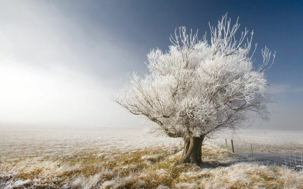 Solitary tree with hoarfrost in serene frosty winter landscape soft daylight wallpaper background