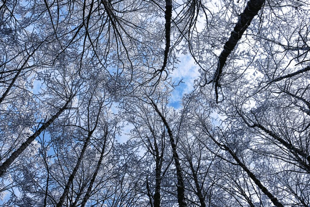 Bottom view of tall hoarfrost-covered trees against bright blue winter sky wallpaper background