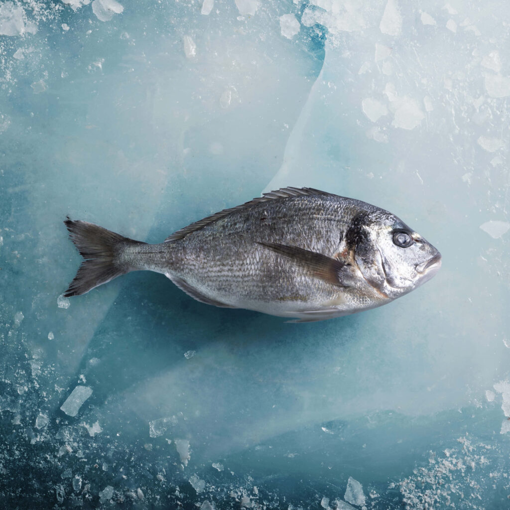 Fresh whole frozen bream fish on blue ice with scattered ice crystals seafood background wallpaper