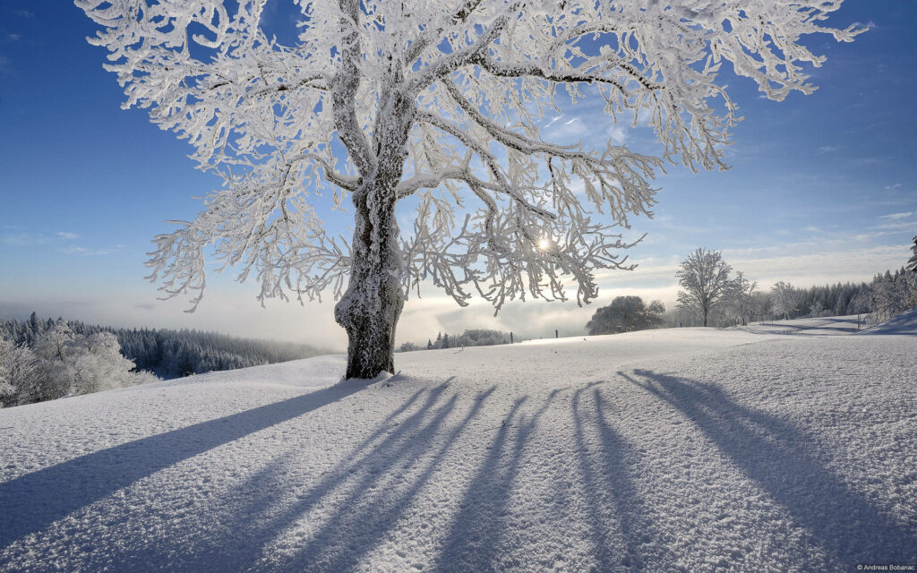 Frosty Wonderland: Glistening Snowscape, Frozen Tree, and Sunlit Shadows - Serene Winter Desktop Background Wallpaper