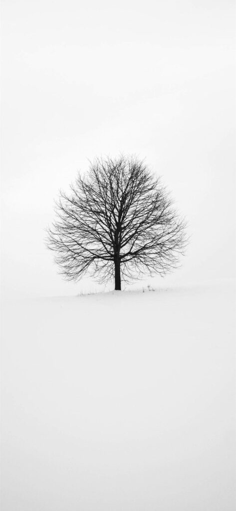 Winter's Embrace: Monochrome iPhone Wallpaper featuring Snowy Grove and Leafless Tree