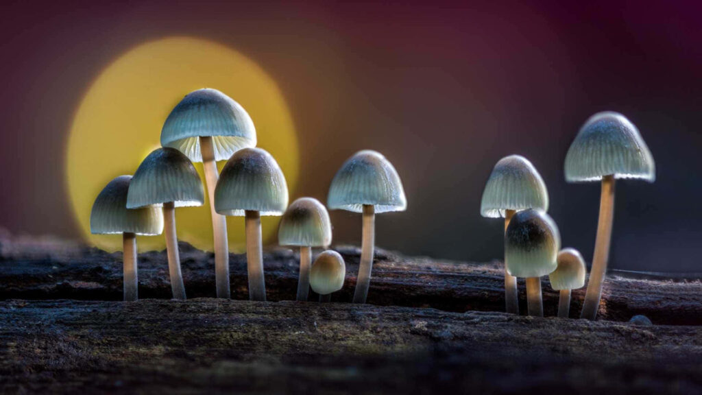 Mystical Forest Delight: Captivating Closeup of Magic Mushroom Fungus on Dried Tree Branch Wallpaper