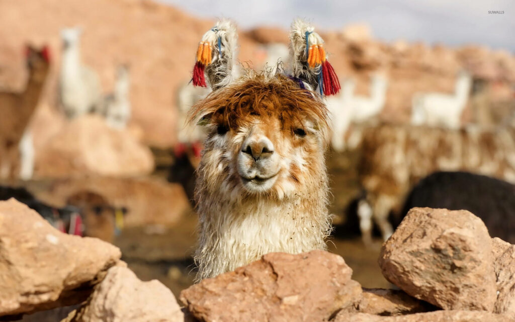 Funky Llama in Colorful Headdress Surrounded by Rustic Landscape Wallpaper