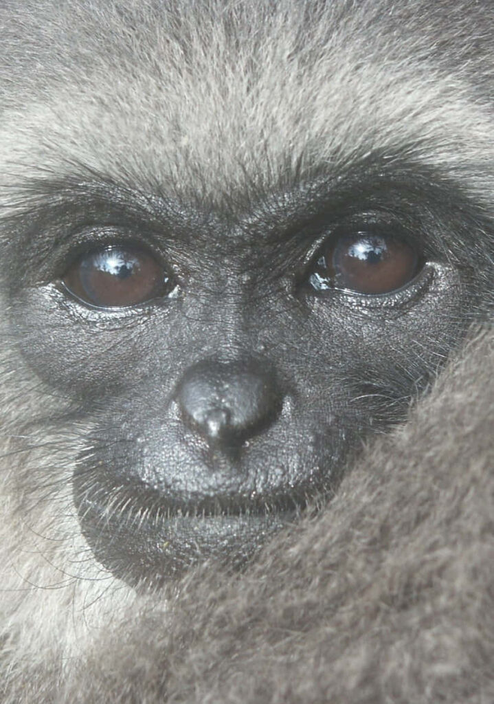 Gibbon Strikes a Pose for Fans in Stunning Closeup Shot Wallpaper