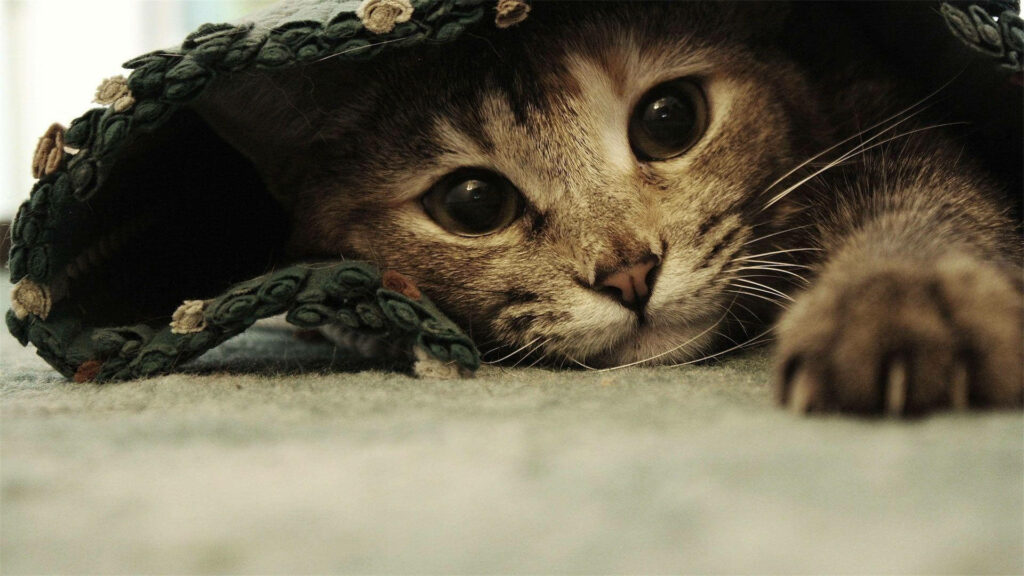 Feline Cuteness Hidden Beneath a Cozy Sheet - Hilarious Background Picture of a Playful Kitty Wallpaper