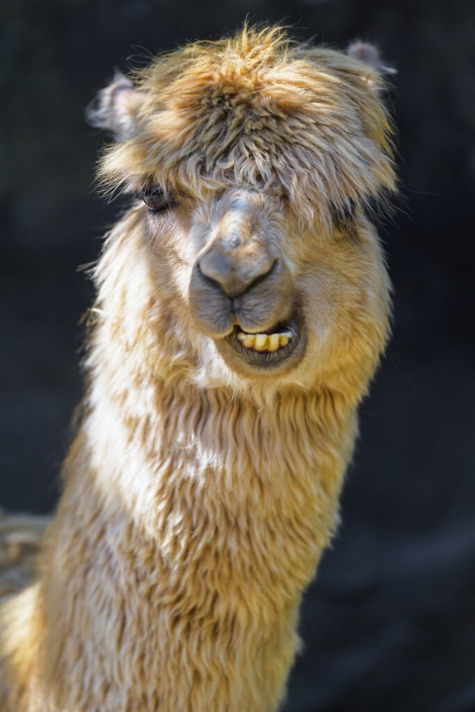 Quirky Alpaca Wallpaper: Fluffy Close-Up on Dark Background