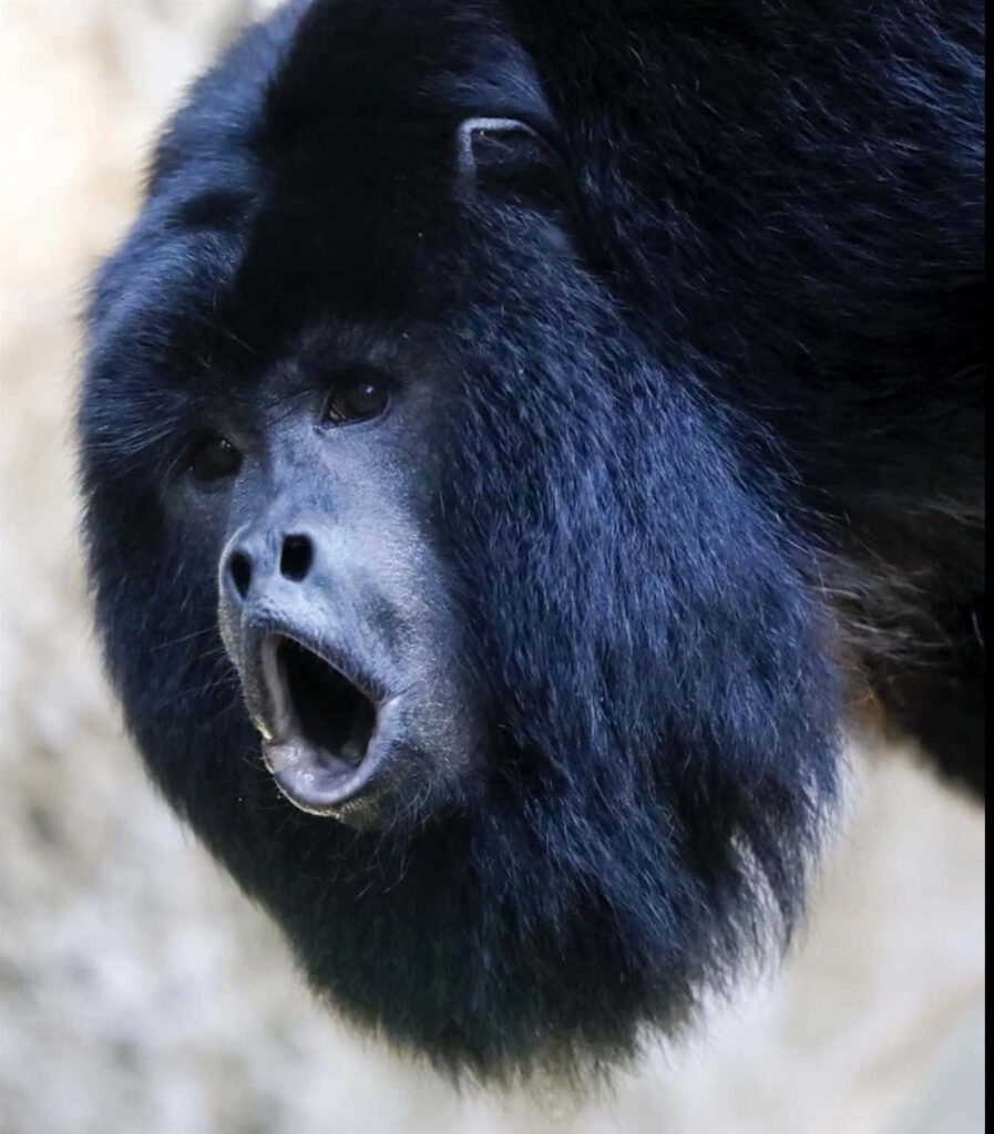 Playful Black Howler Monkey Wallpaper - Humorous Nature Moment