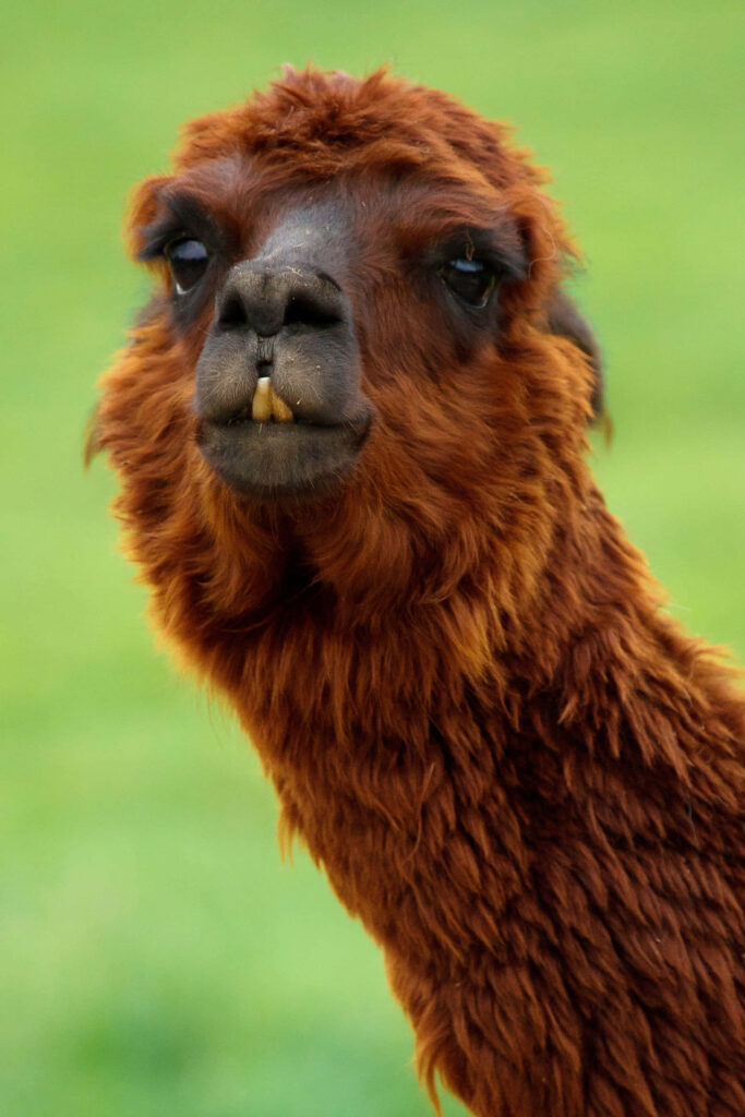 Playful Brown-Haired Llama Wallpaper on Soft Green Background