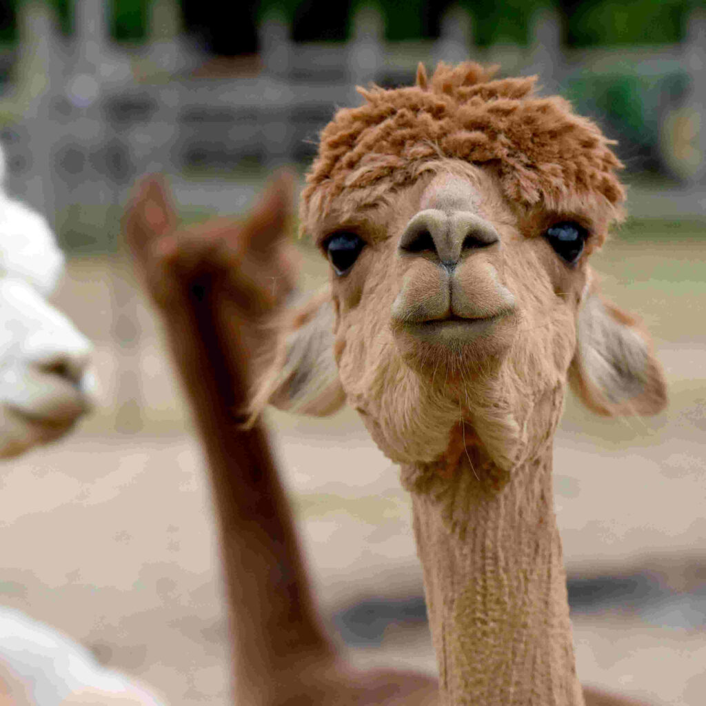 Humorous Close-Up of a Brown Llama - Unique Fur Texture Background Wallpaper