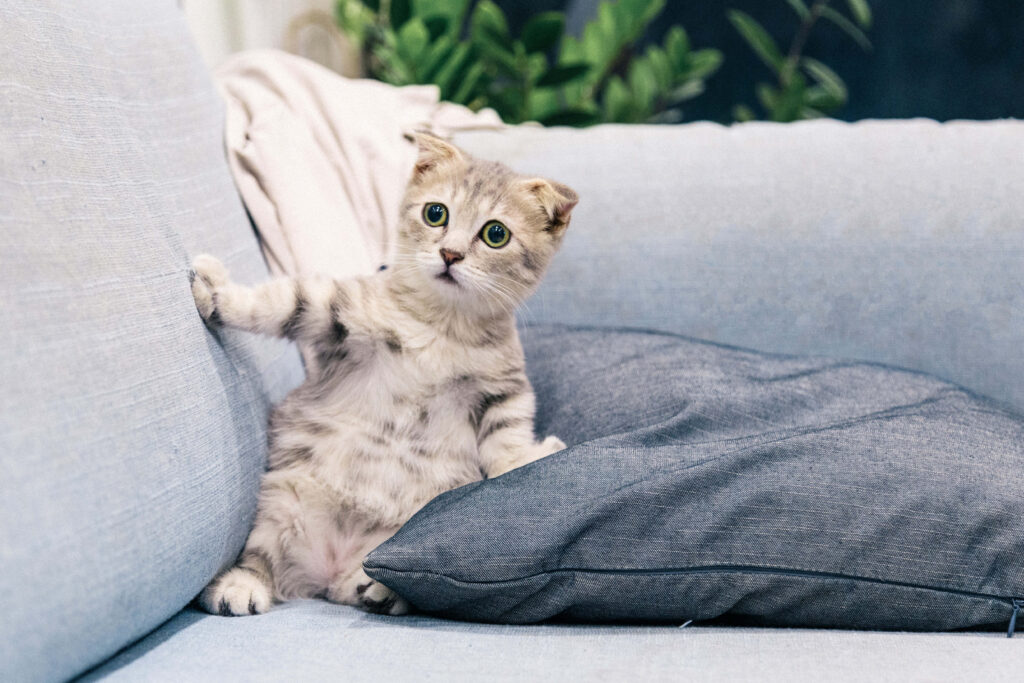 Funny Cat Meme: Cute Cat with Perplexed Expression on Comfy Sofa Wallpaper