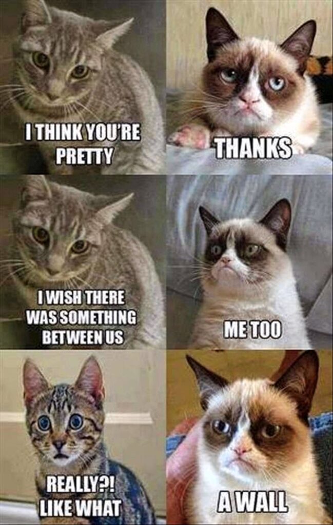 Humorous cat meme wallpaper with expressive cats including Grumpy Cat in muted tones background