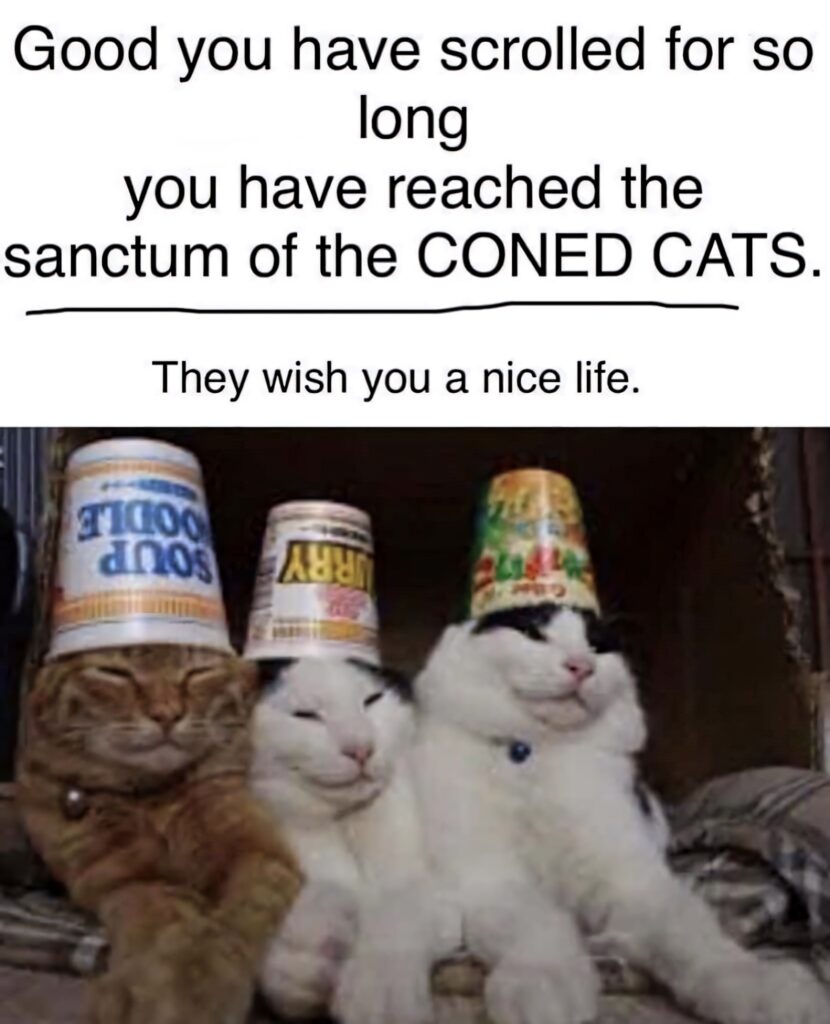 Three relaxed cats wearing food containers on heads funny meme wallpaper for cat lovers