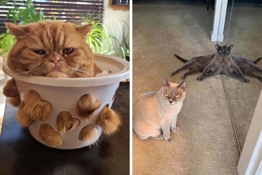 Funny cat meme wallpaper with brown cat in basket and gray cat stretching by mirror