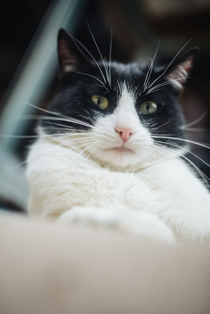 Funny Cat Selfie Wallpaper: Humor for Pet Lovers