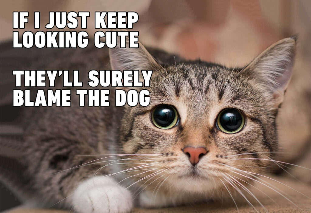 “Adorable Cat Wallpaper: ‘Blame the Dog’ Funny Meme Background”