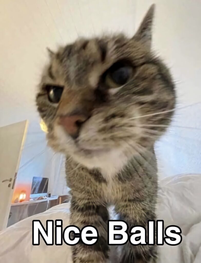 Funny Cat Close-Up Wallpaper: Nice Balls Meme