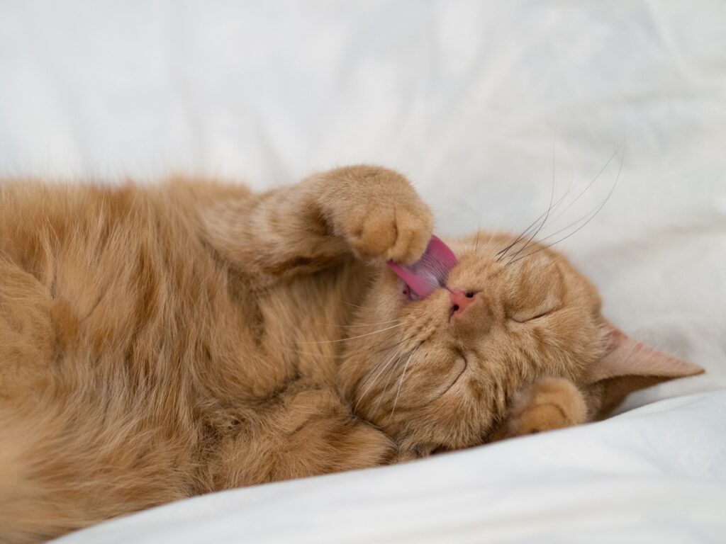 Charming Funny Cat Wallpaper: Playful Tongue & Soft Fur Design