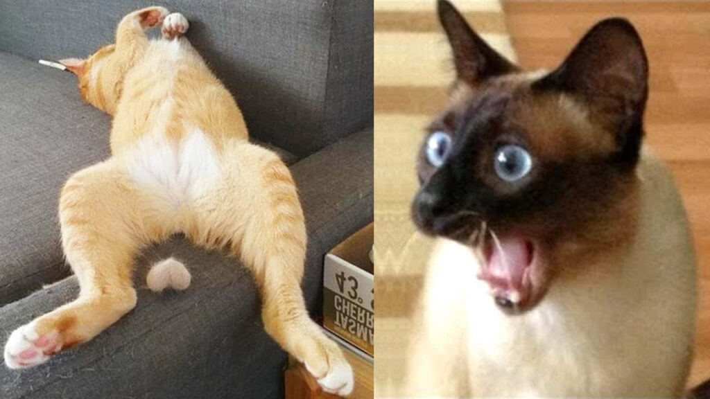 Funny Cat Collage: Relaxed vs. Shocked Reactions on Couch Wallpaper