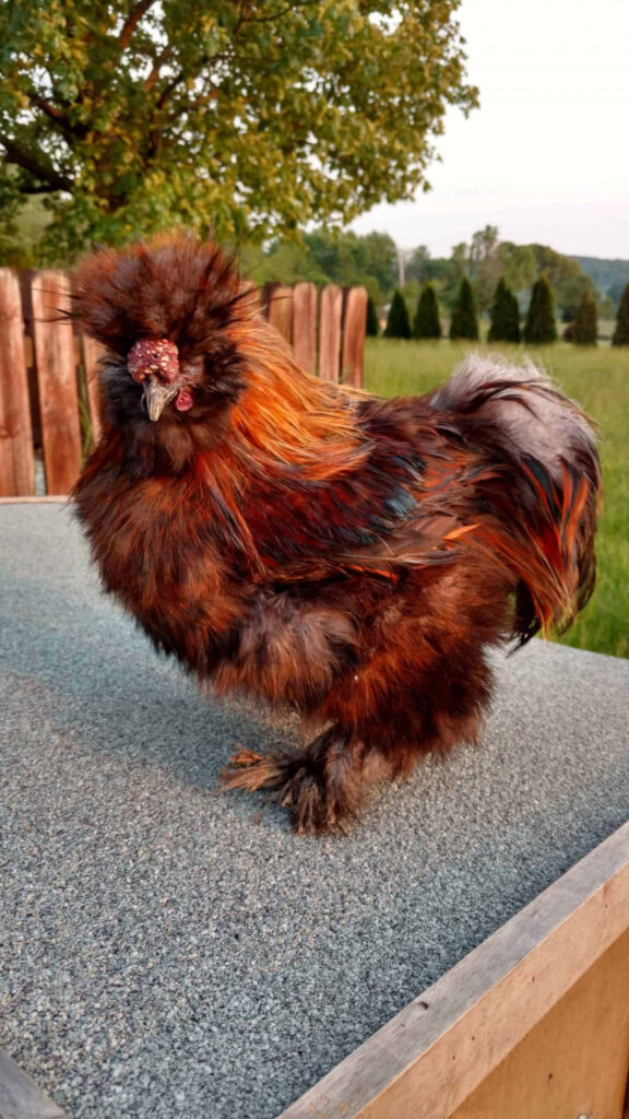 Whimsical Chicken Wallpaper: Humorous Feathered Morning Hair Scene