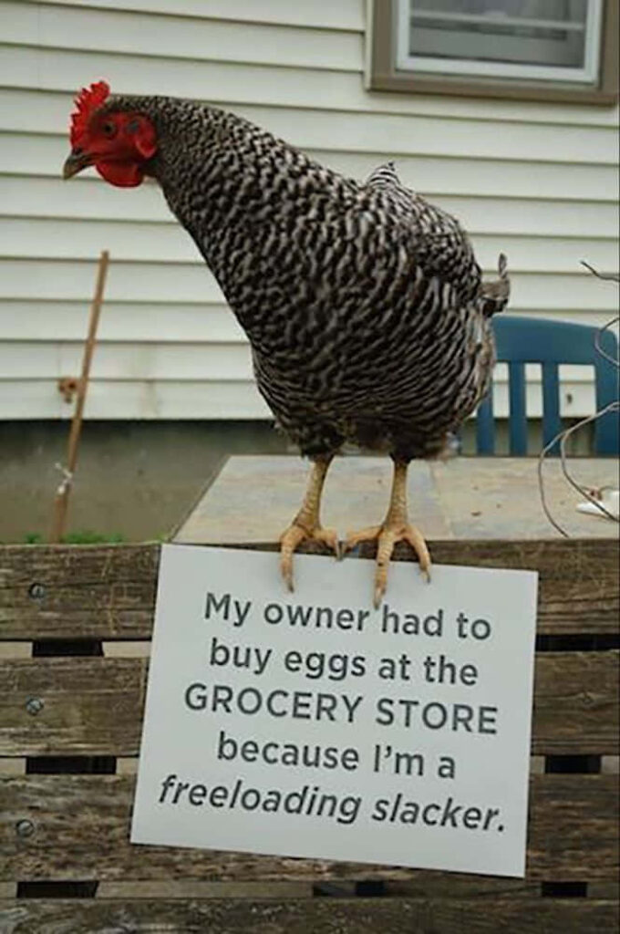 Funny Chicken Wallpaper: 'Freeloading Slacker' Humor