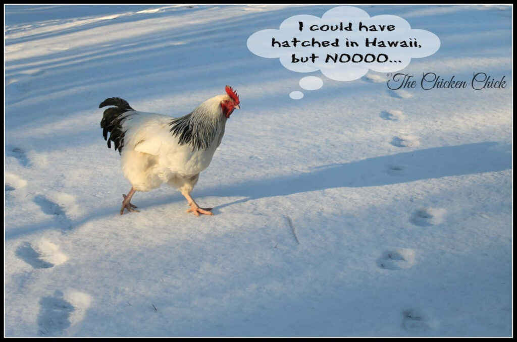 Chicken in Snow: 'I Could Have Hatched in Hawaii' Wallpaper