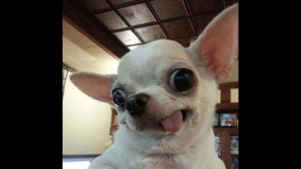 Funny Chihuahua wallpaper Tuna rescue dog close-up with overbite wide eyes and tongue out